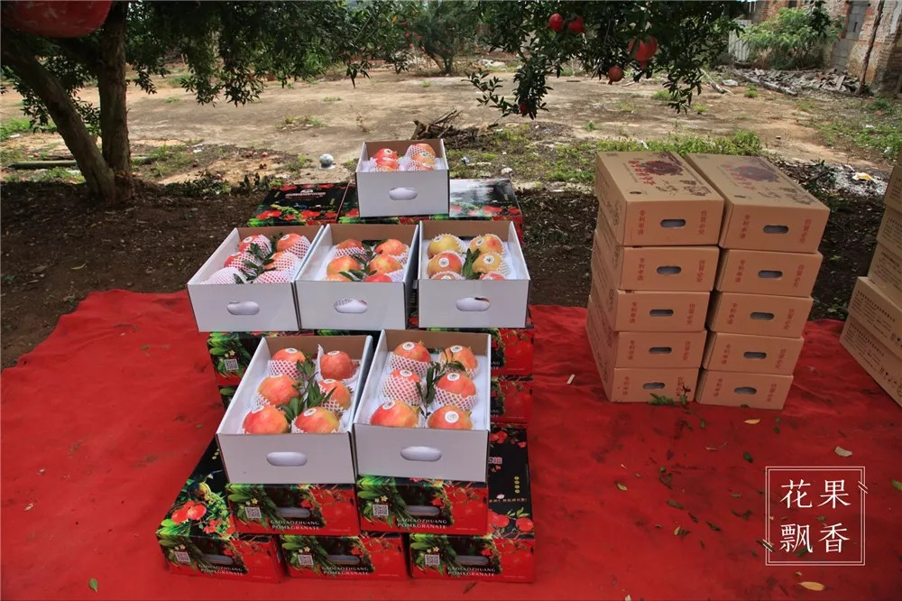 石榴界的网红软籽石榴,今日水果软籽石榴