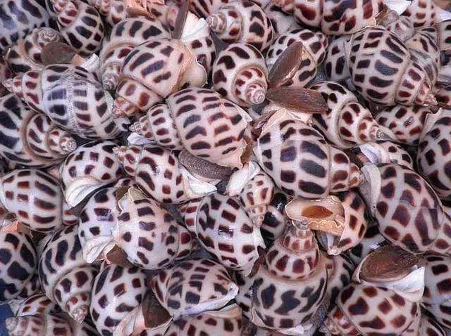 汕头人一般在哪吃海鲜,汕头人喜欢吃的海鲜