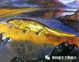 关于半月板的正确说法,半月板前世是什么