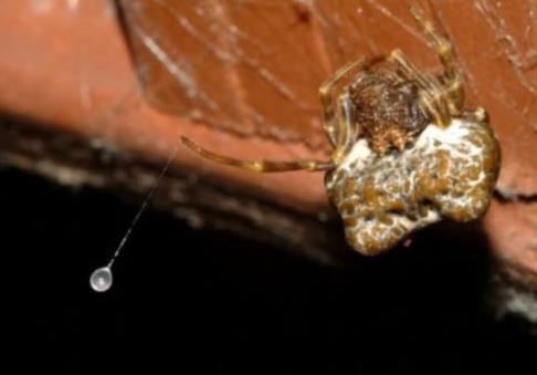 盘点世界上几种奇特的蜘蛛,蜘蛛为什么能把网织得这么好看