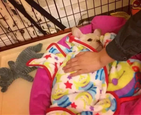 养狗必知的100条知识,24条养狗小知识都在这里了