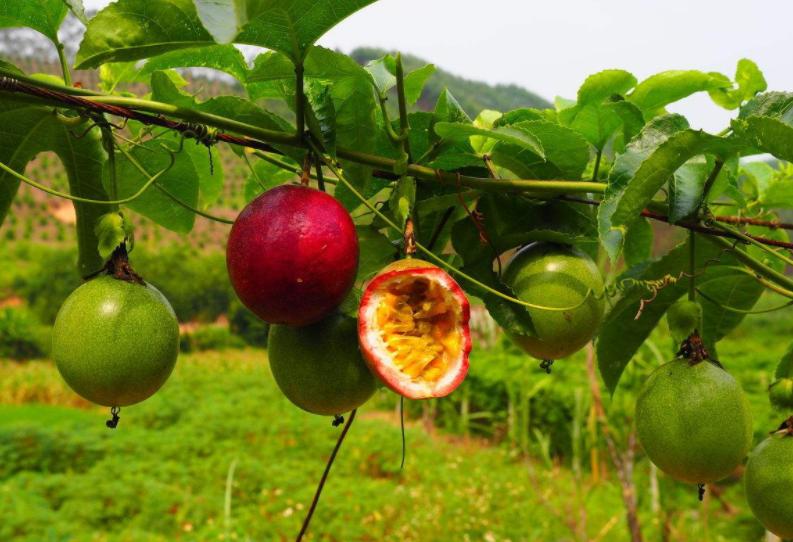 百香果的几种正确吃法,百香果怎么吃才是正确的