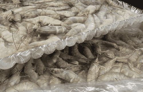 海虾加水冻新鲜还是干冻新鲜,拿海水急冻海虾怎么冻新鲜不变黑