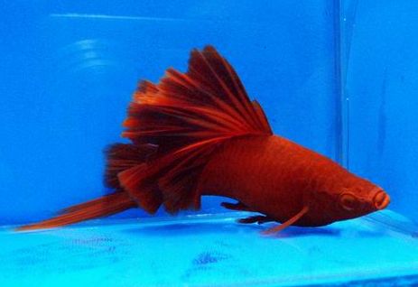 红箭鱼苗怎么喂食,红箭鱼苗存活率太低