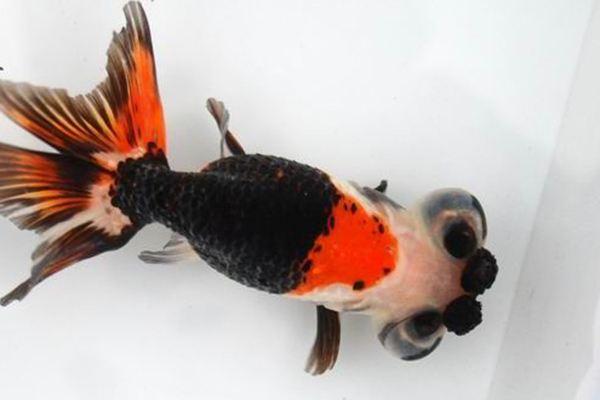 清朝正白旗旗人金鱼养殖心经:《虫鱼雅集》(下)