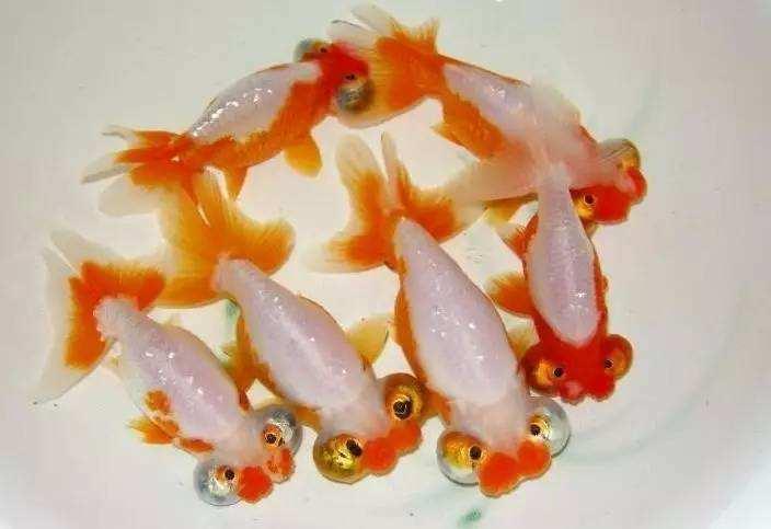 清朝正白旗旗人金鱼养殖心经:《虫鱼雅集》(下)