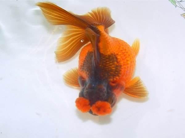 清朝正白旗旗人金鱼养殖心经:《虫鱼雅集》(下)