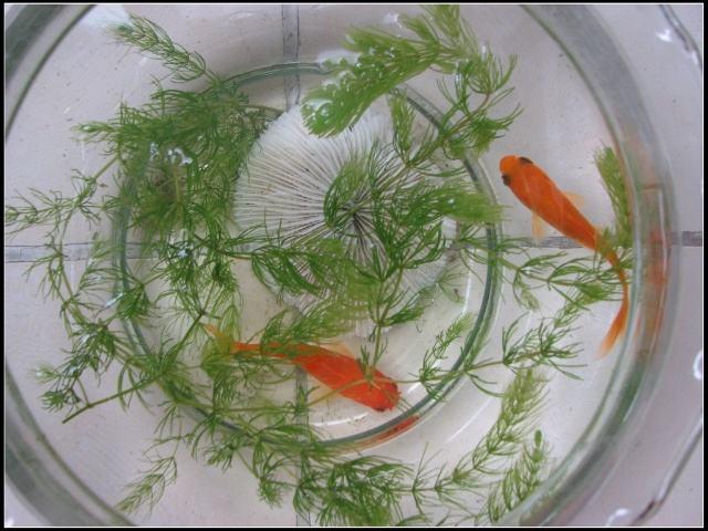 清朝正白旗旗人金鱼养殖心经:《虫鱼雅集》(下)