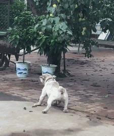 短腿狗想吃树上的李子，路人本想围观看戏，下一秒却被打脸