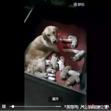 爆笑！收到2米多高代购清单的男子代购回来啦！「蜀黍周趣闻‖NO.43」