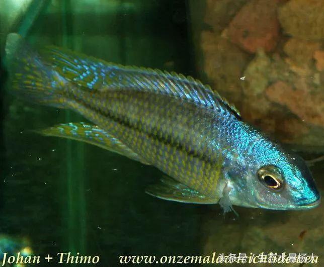 马拉维湖只有鲷鱼吗,马拉维湖慈鲷温度