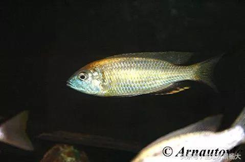 马拉维湖慈鲷口孵品种,马拉维湖岩栖慈鲷