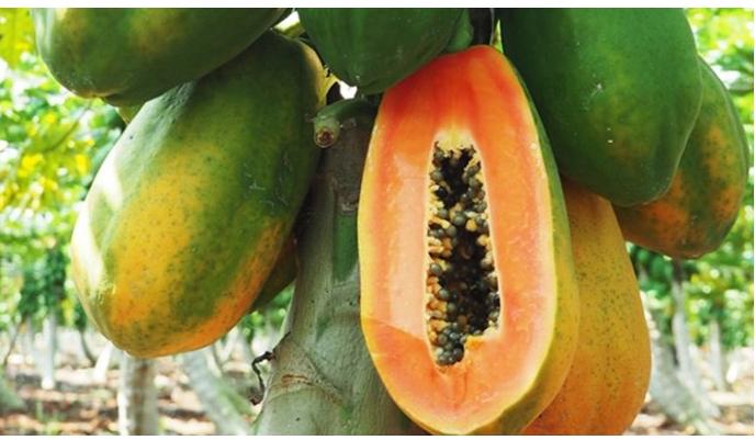 番木瓜和什么搭配是常见吃法,木瓜和番木瓜是不是一个东西