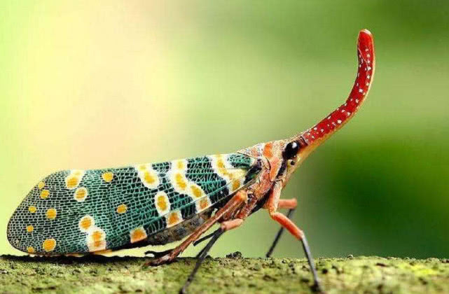 农村常见的昆虫学名是什么,龙眼鸡是什么昆虫变的