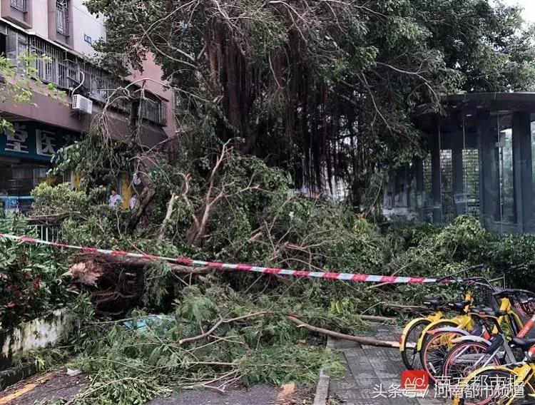 “山竹”过后首个工作日：广东人爬树都要去上班！