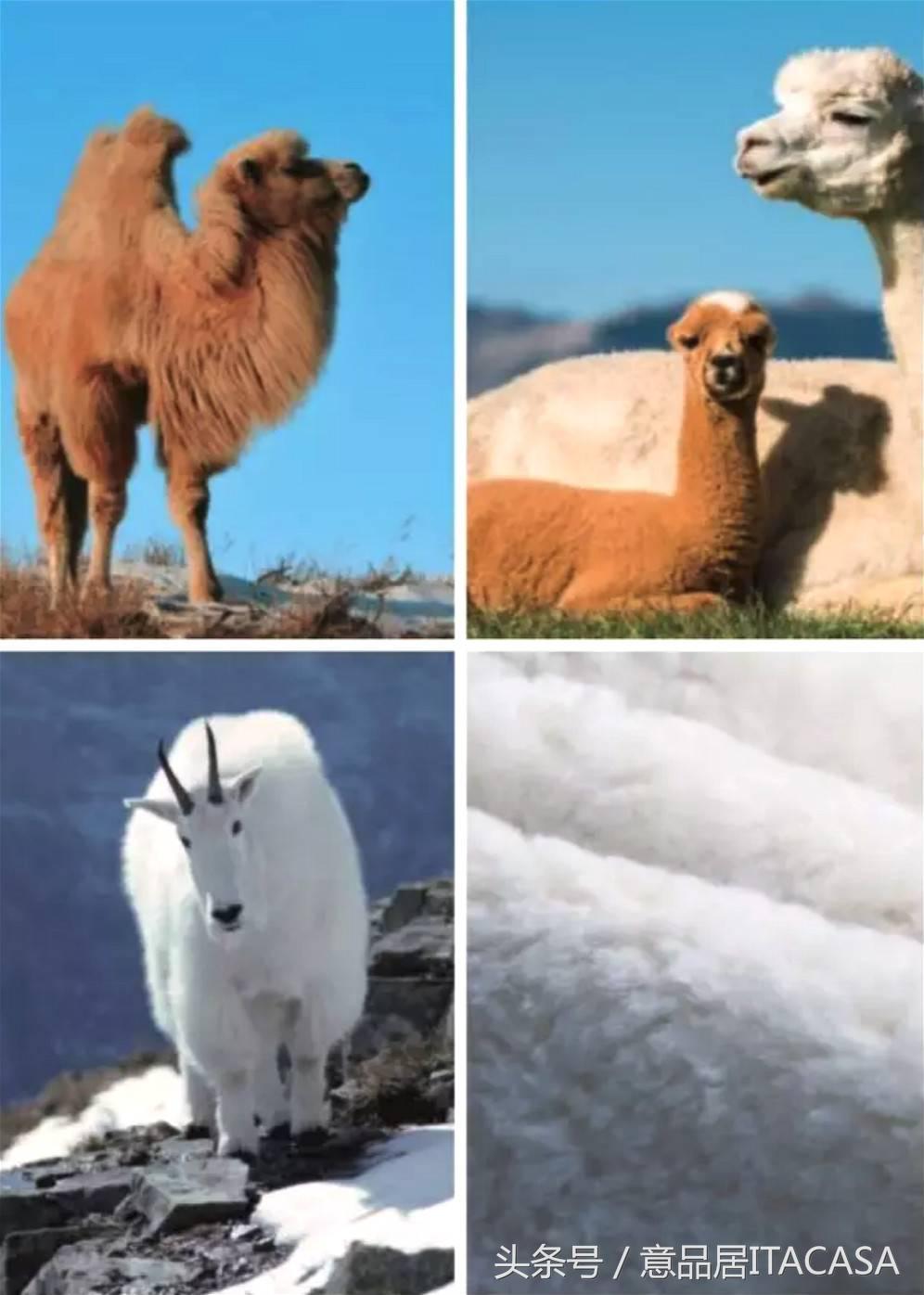 treca床垫佛罗伦萨价格,hastens海丝腾床垫体验