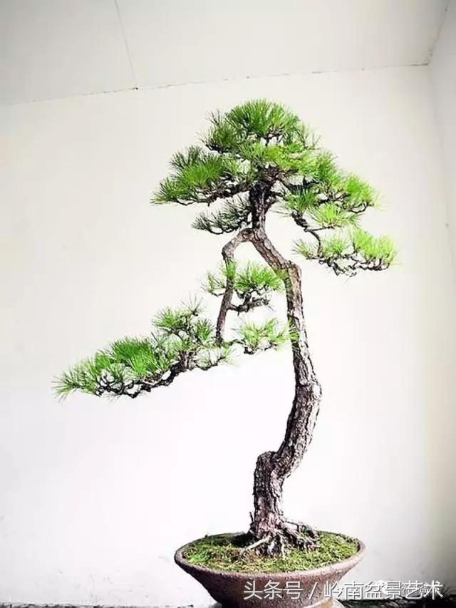 云中松——仰观天宇，俯察尘寰