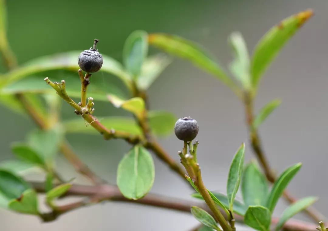 植物调查心得体会,考察植物种类实践活动心得体会