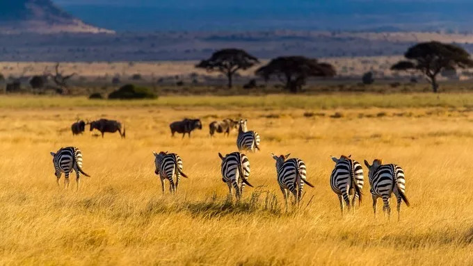 最恐怖的拍摄经历｜我在非洲被长颈鹿强吻了……