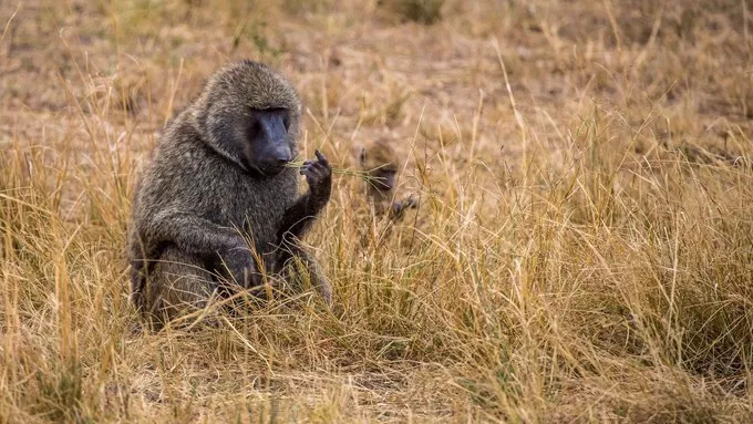 最恐怖的拍摄经历｜我在非洲被长颈鹿强吻了……