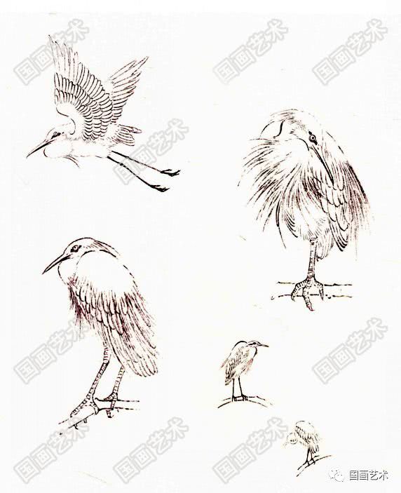 写意国画鹅的详细画法与步骤,工笔翎毛的基本画法