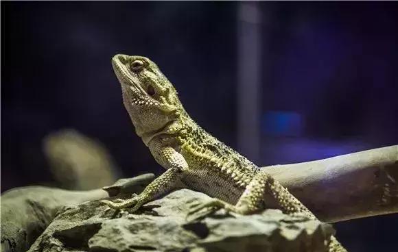 重庆小熊猫互动的动物园,重庆动物园有小熊猫