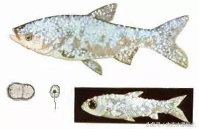 观赏鱼白点病严重吗,观赏鱼白点病一招解决