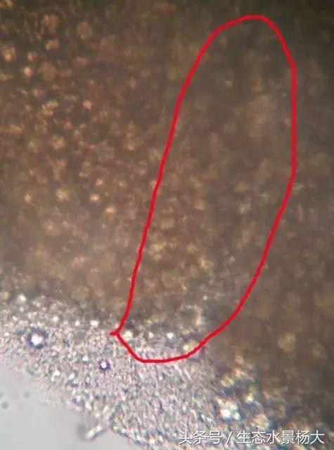 观赏鱼白点病严重吗,观赏鱼白点病一招解决
