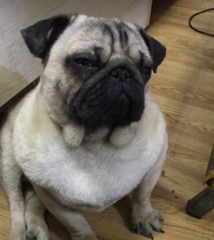 千万别给狗狗吃十种食物,千万别给狗狗吃五种食物