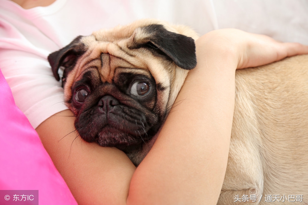 十大最丑的巴哥犬,巴哥犬的特点有哪些