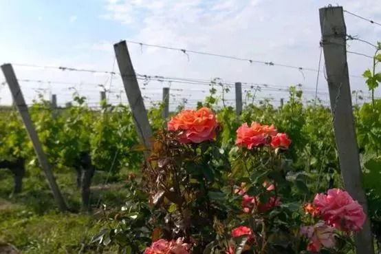 拉图嘉利最好的酒庄,法国三级酒庄拉图嘉利