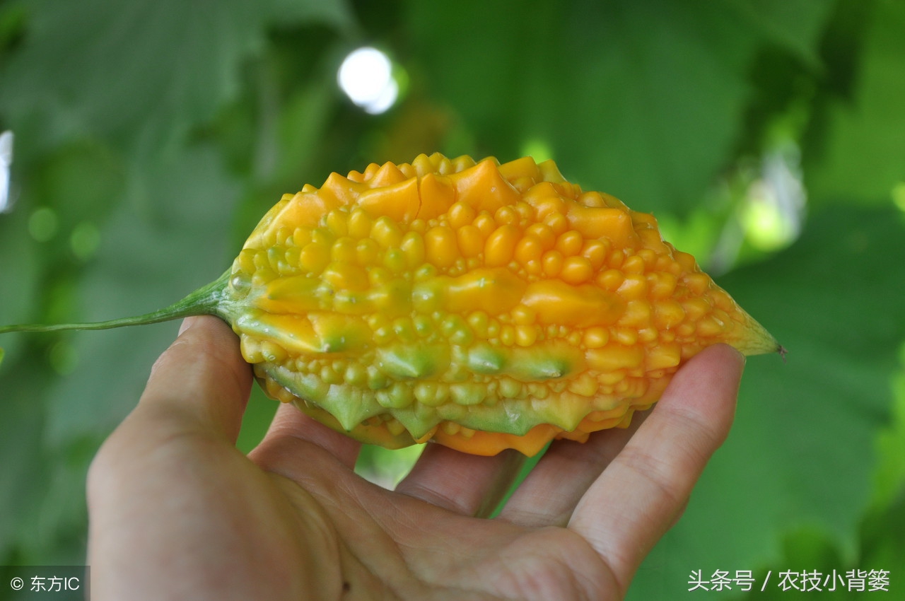 农村常见的几种瓜,土瓜怎么挑才能挑到甜的