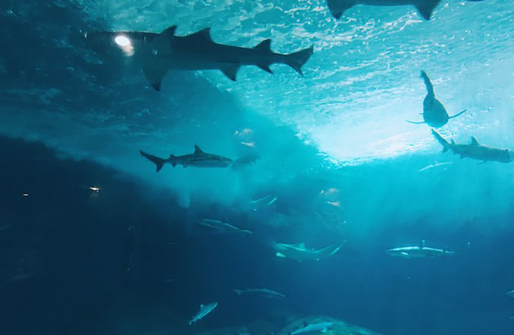 广州海洋馆和正佳海洋馆哪个好,广州比较好玩的海洋馆推荐