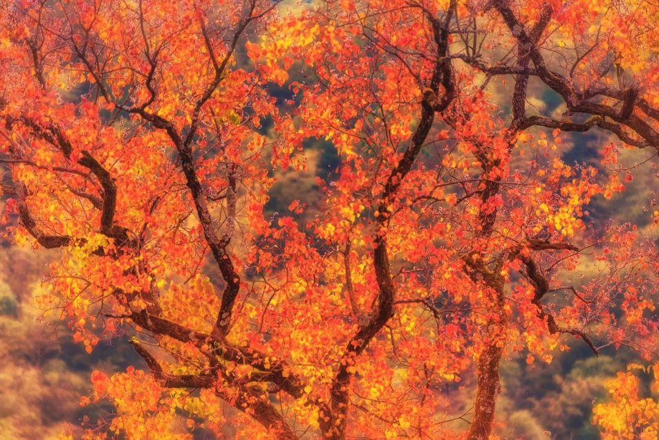 婺源10月,10-11月的婺源