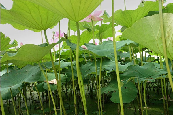 北京密云免费游玩有山有水的地方,密云夏季景区门票优惠政策