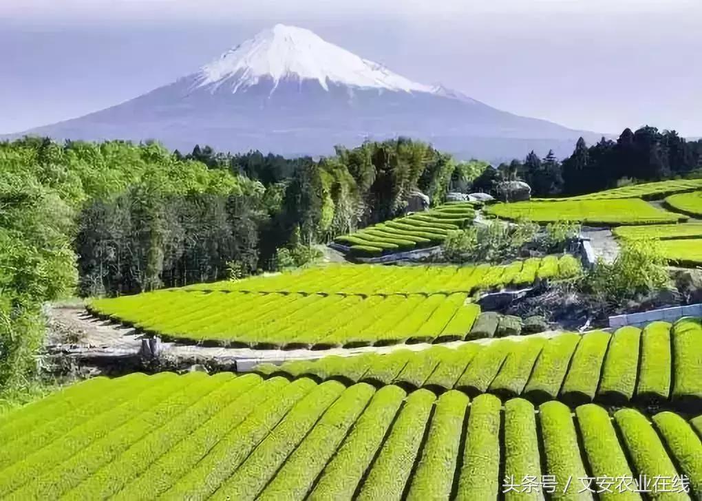 为什么日本农产品没有竞争力,为什么日本农产品可以走高端路