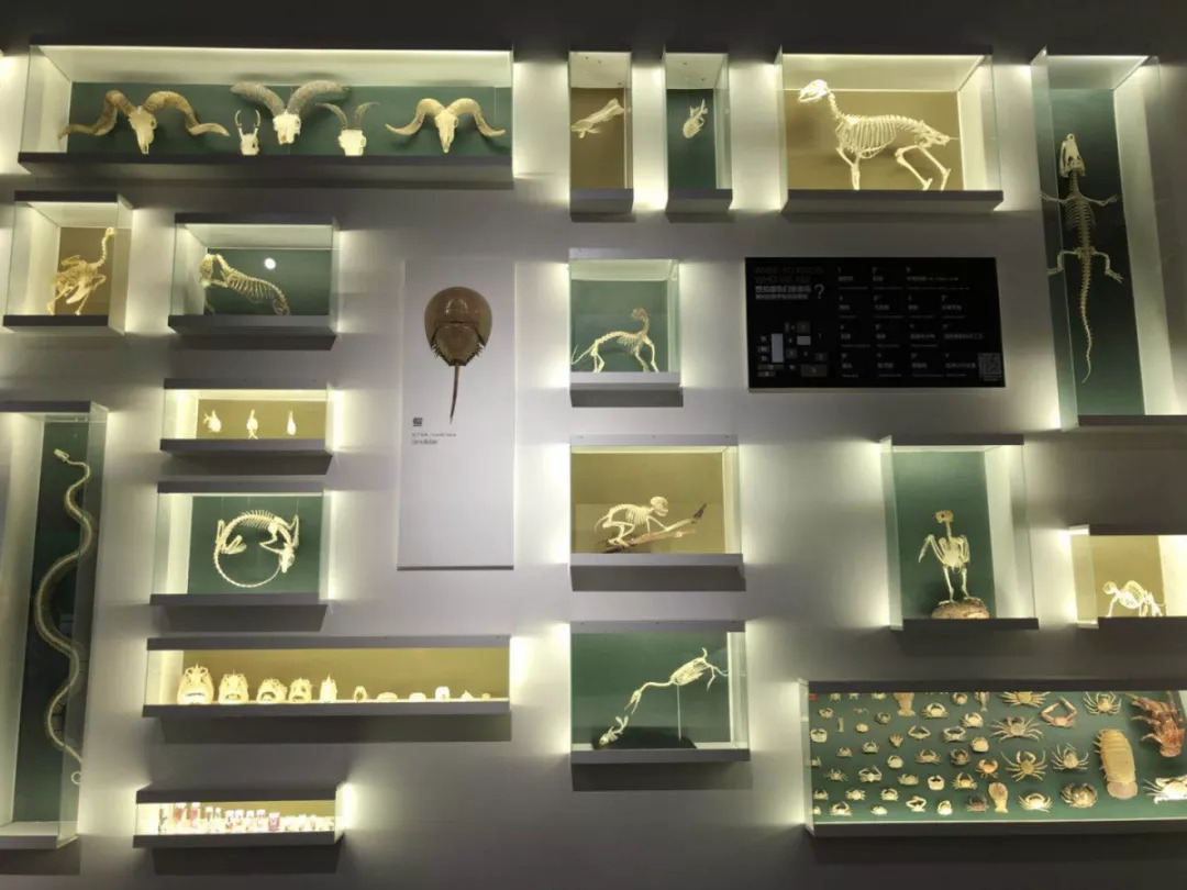 羊驼开门视频,羊驼出门迎接主人