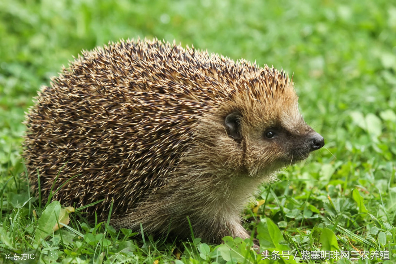 紫珠盆栽的养殖方法和注意事项,紫珍珠的养殖方法及注意事项