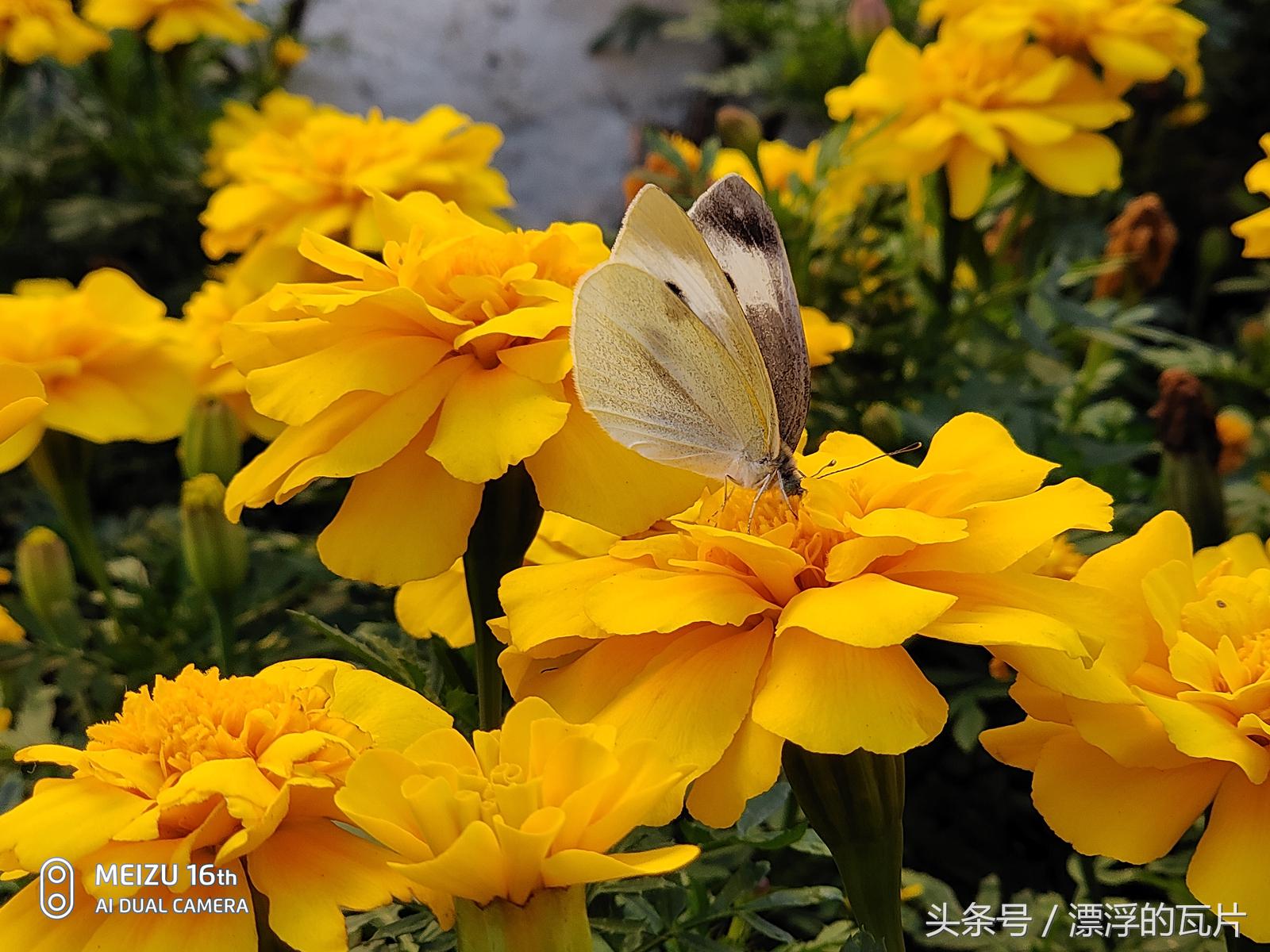 魅族16spro评测,魅族16评测蓝色字体