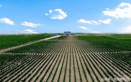 莫高红酒在全国排名,莫高葡萄酒获奖