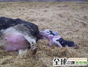 养牛跟我学第一篇第二章第二节