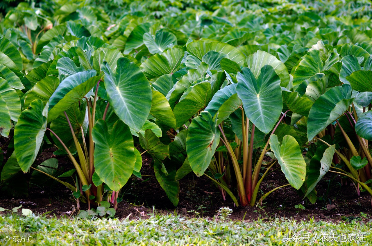 秋收芋头,野生新鲜大芋头苗