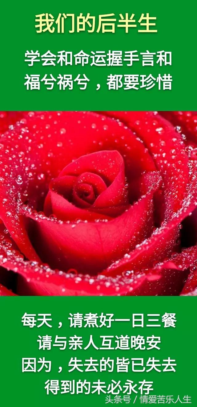 我们的后半生的美文,我们的后半生全集