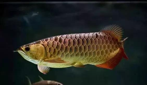 龙鱼怎么区分高背或过背,龙鱼英国大白片真假鉴别