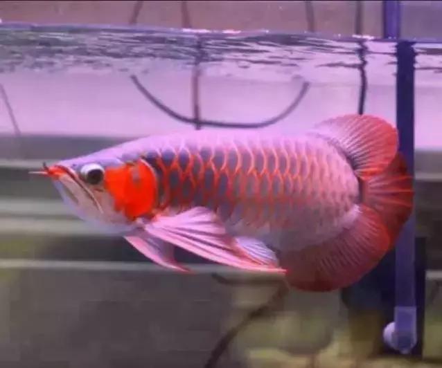 龙鱼怎么区分高背或过背,龙鱼英国大白片真假鉴别