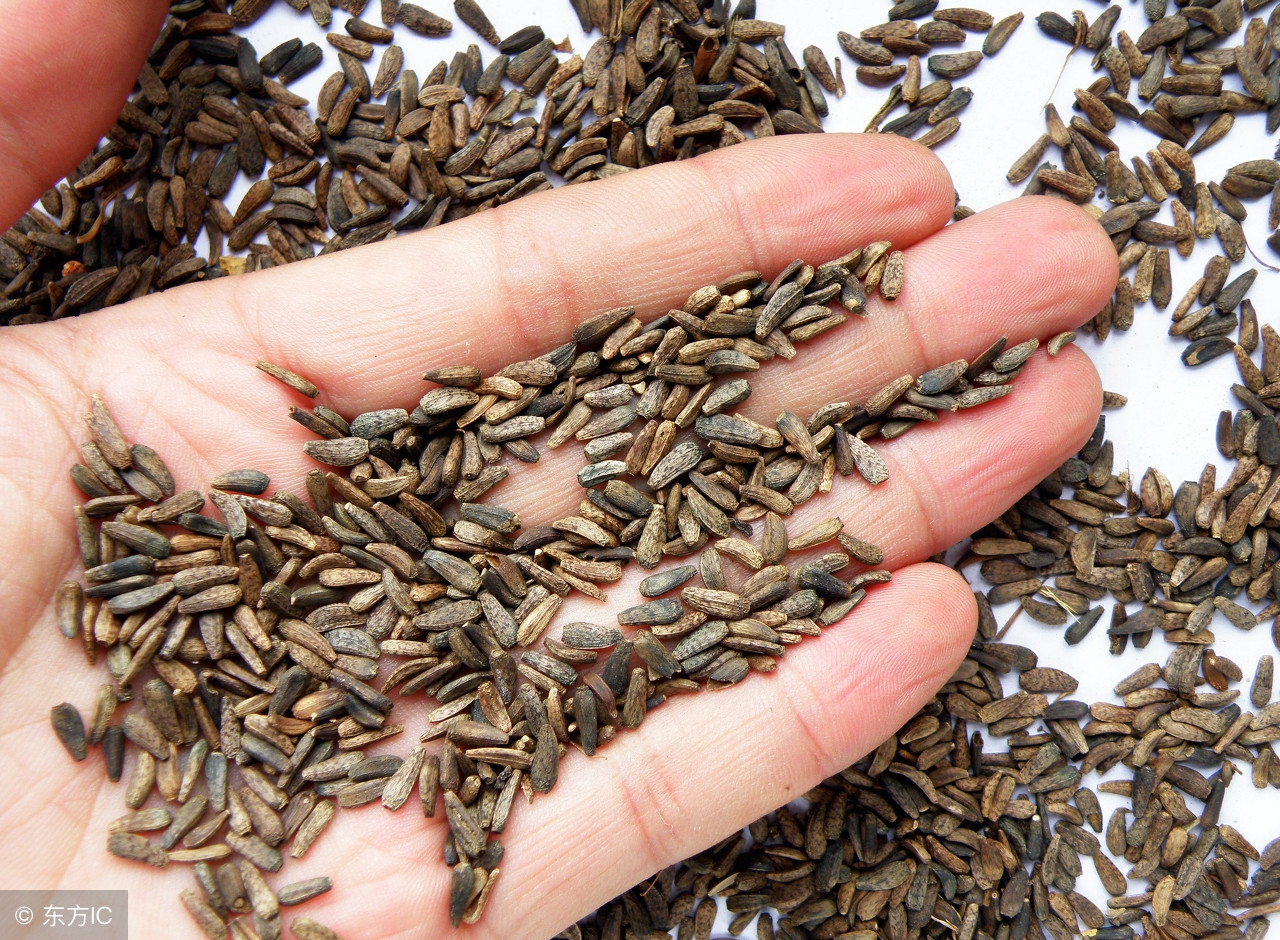 大豆现在有杂草用什么药好,种大豆的农民