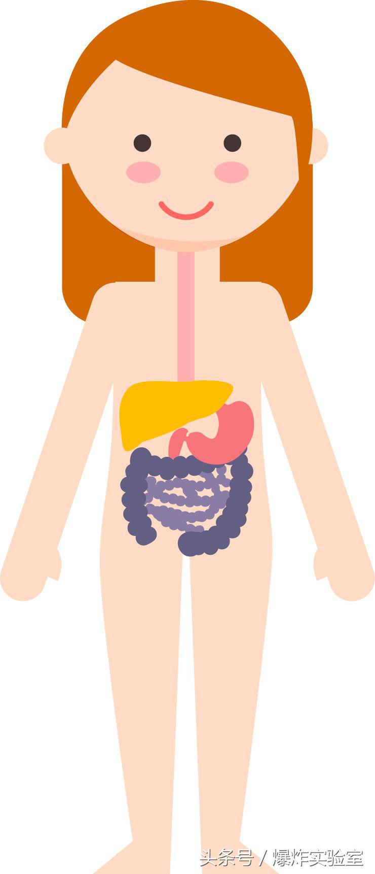 吃下去的食物是怎样消化吸收的,食物的消化和营养物质的吸收视频