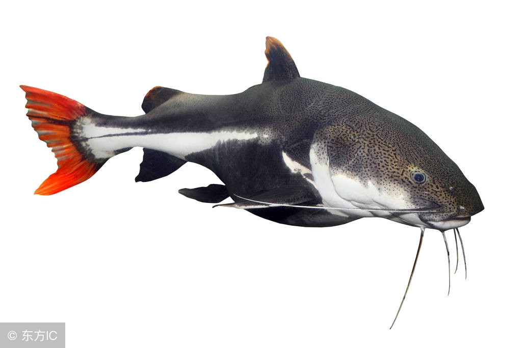 特别凶的宠物鱼,叫声像猫叫的鱼