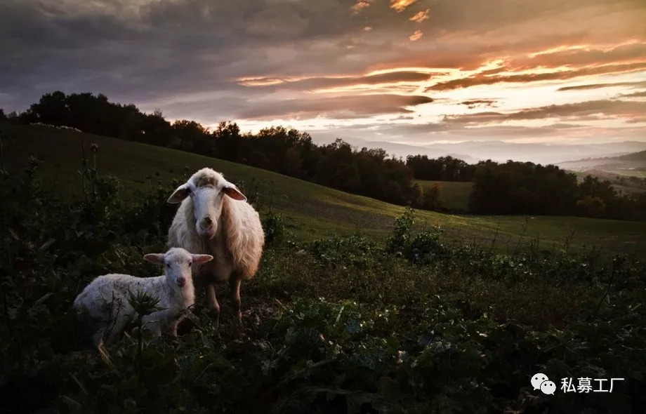朱雀公募业绩,朱雀投资是公募还是私募
