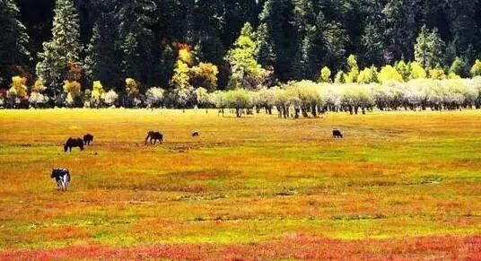 环云南自驾旅游攻略最佳线路,南宁自驾游云南最佳旅游攻略